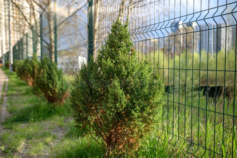 Skyrocket Junipers Hedges As House Green Fence from Street Side Stock