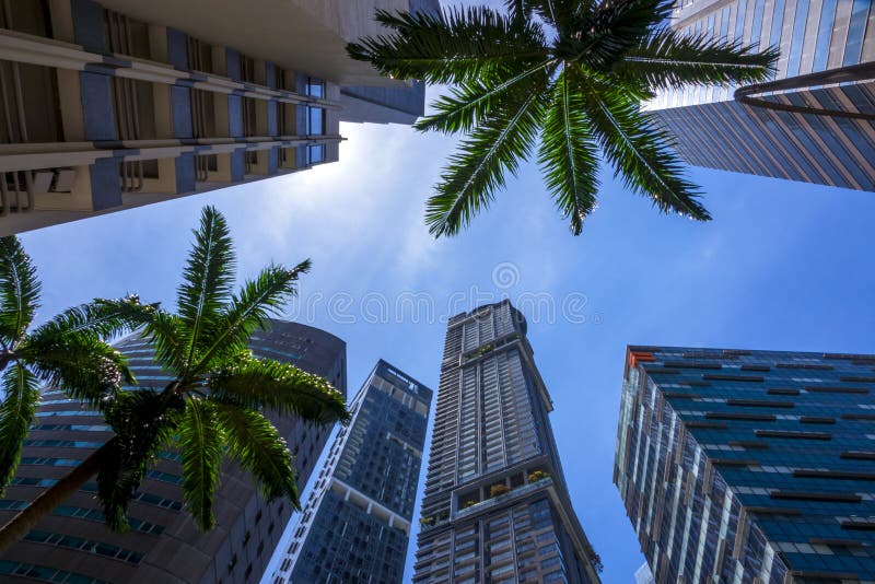 Skyscrapers and Palm Trees stock image. Image of office 104660751