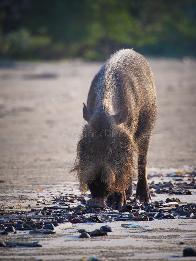 skäggig bornean pig royaltyfria bilder skäggig bornean pig royaltyfria bilder