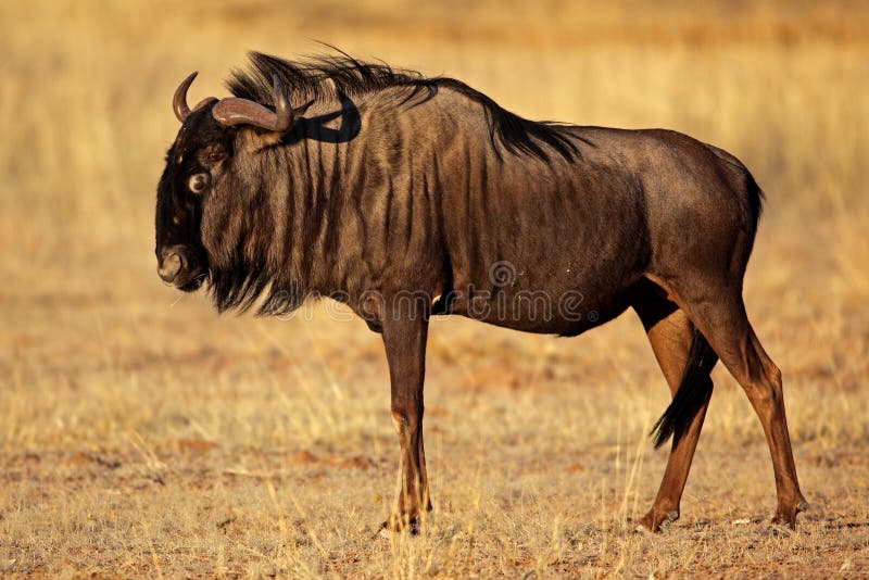 Black-bearded wildebeest, Kgalagadi, Kalahari desert, South Africa. Black-bearded wildebeest, Kgalagadi, Kalahari desert, South Africa