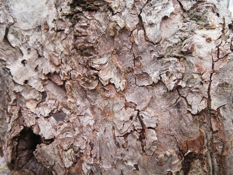 Texture of bark of tree. Ornaments of it. Texture of bark of tree. Ornaments of it.