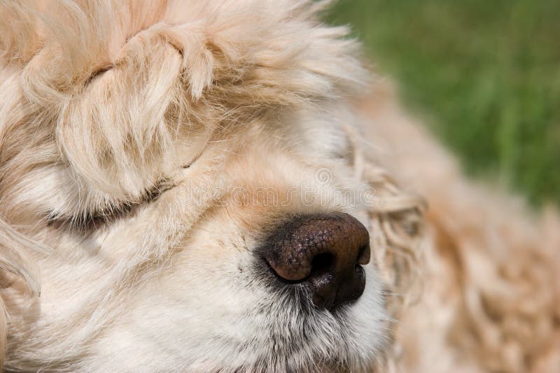 Download Skämma bort spanielen fotografering för bildbyråer. Bild av detaljer - 976085