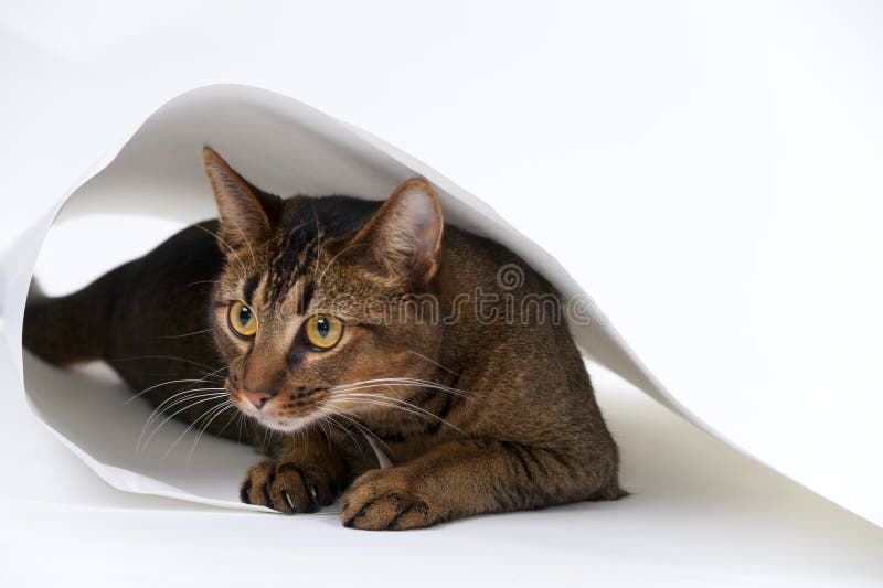 Skämtsam ung katt arkivbild Skämtsam ung katt arkivbild