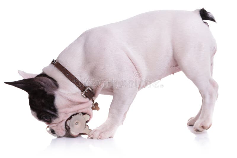 Skämtsam valphund för fransk bulldogg som tuggar på en leksak royaltyfri fotografi Skämtsam valphund för fransk bulldogg som tuggar på en leksak royaltyfri fotografi