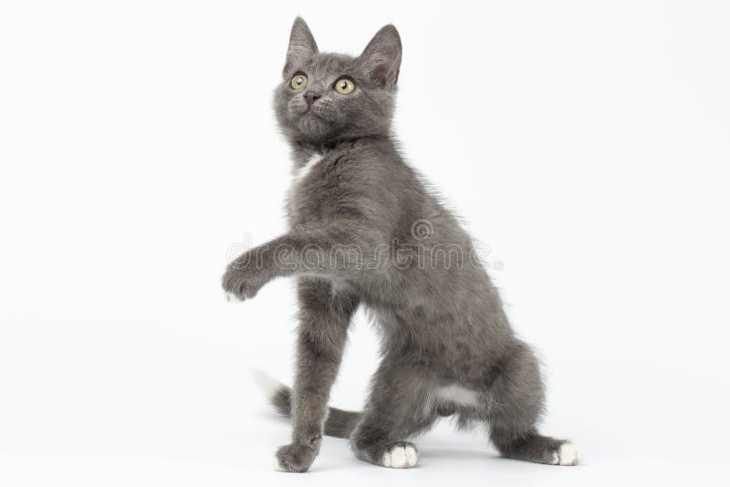 Skämtsamma Gray Kitty Raising Paw och se upp på vit arkivbilder Skämtsamma Gray Kitty Raising Paw och se upp på vit arkivbilder