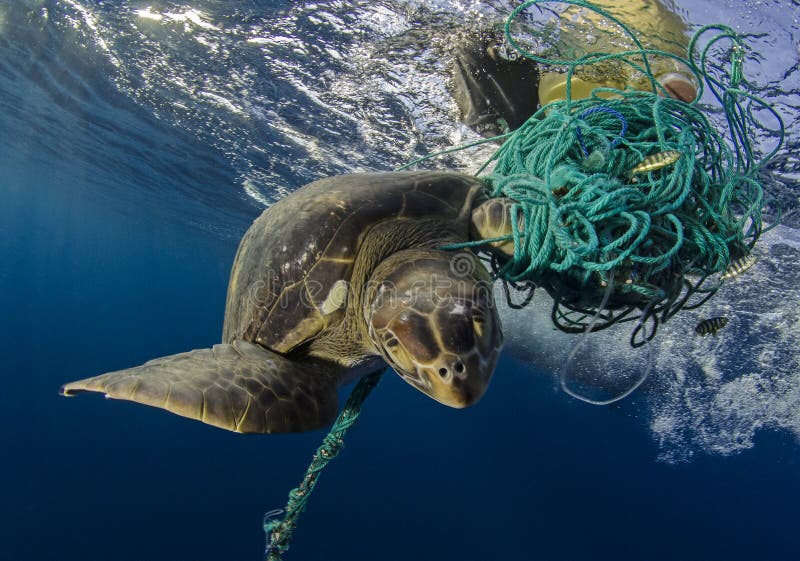 Sköldpadda för grönt hav, Galapagos royaltyfria foton Sköldpadda för grönt hav, Galapagos royaltyfria foton