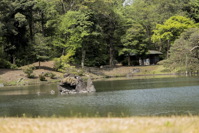 Turtles on the stone islet Houraijima on the pond of Rikugien Park in Bunkyo district, north of Tokyo. The park was created at the beginning of the 18th century. Turtles on the stone islet Houraijima on the pond of Rikugien Park in Bunkyo district, north of Tokyo. The park was created at the beginning of the 18th century.