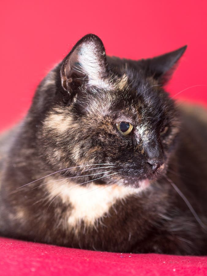 Sköldpadds- katt royaltyfria foton Sköldpadds- katt royaltyfria foton