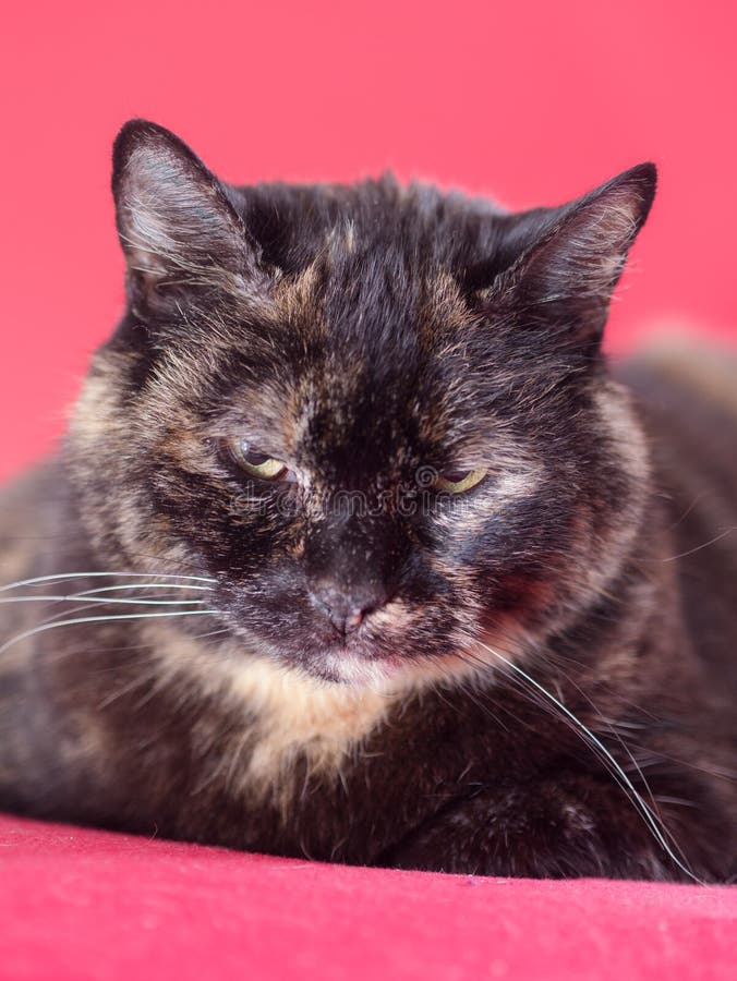 Sköldpadds- katt arkivfoton Sköldpadds- katt arkivfoton