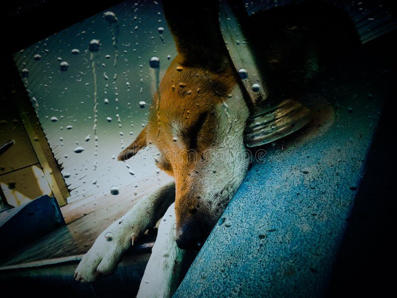 Skönhet av hunden arkivbilder Skönhet av hunden arkivbilder
