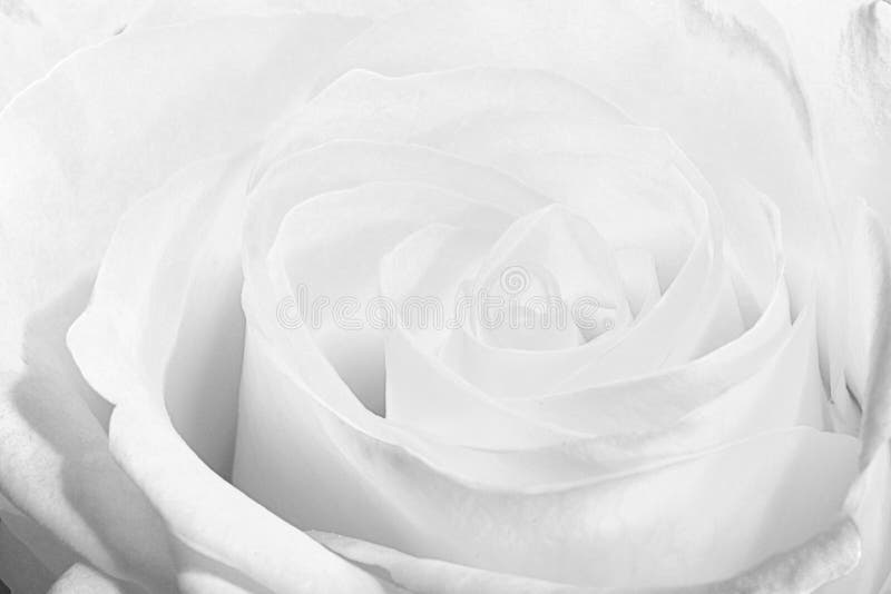 Vacker vit ros royaltyfri foto