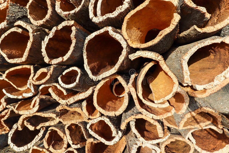 Skörd ekbark av kork från kotten av korkekräd Quercus suber för industriell produktion av korkpropp i royaltyfria bilder Skörd ekbark av kork från kotten av korkekräd Quercus suber för industriell produktion av korkpropp i royaltyfria bilder