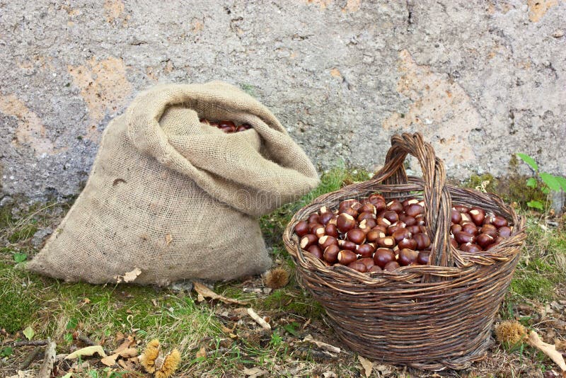 Basket and sack of chestnuts - harvesting of chestnut in the wood. Basket and sack of chestnuts - harvesting of chestnut in the wood