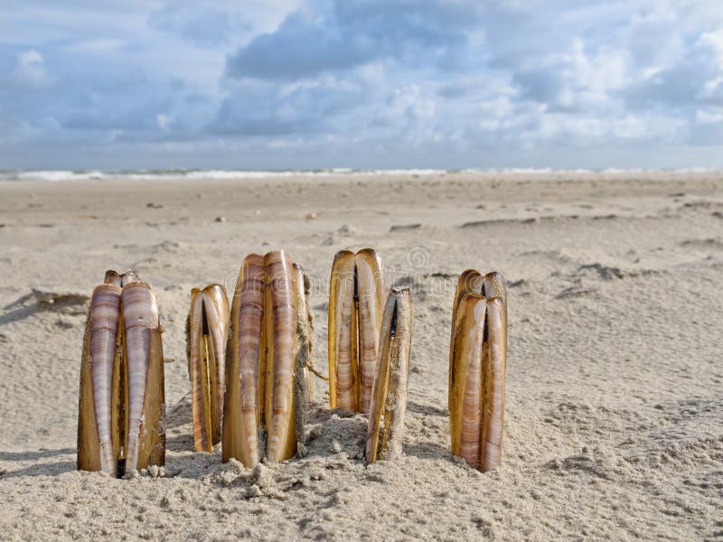 Skład żyletka milczkowie na plaży