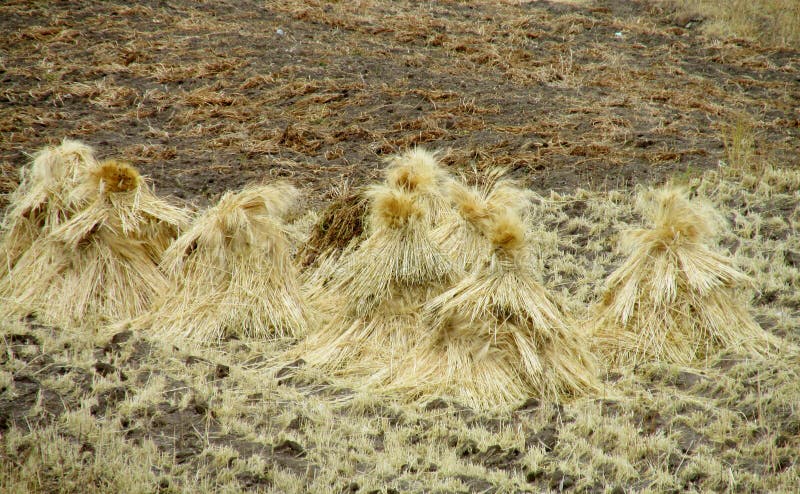 składu śródpolna haystack natura obrazy royalty free składu śródpolna haystack natura obrazy royalty free