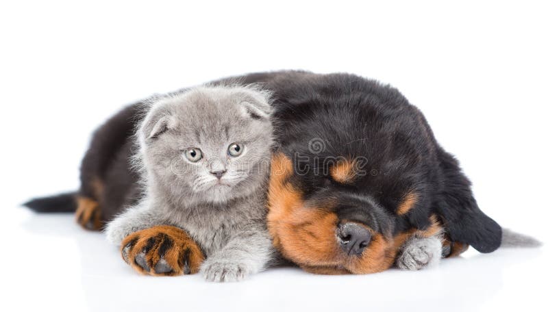 Slaap rottweiler puppy die leuk katje huging Geïsoleerd op wit stock afbeelding Slaap rottweiler puppy die leuk katje huging Geïsoleerd op wit stock afbeelding