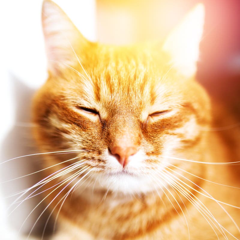 Slaap van de de zomer de rode kat in zonlicht stock foto's Slaap van de de zomer de rode kat in zonlicht stock foto's