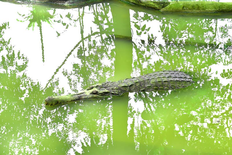 Slaap van een de Lange Mondkrokodil in Deze Rivier bij het Dierlijke Landbouwbedrijf in Kuching, Sarawak royalty-vrije stock foto Slaap van een de Lange Mondkrokodil in Deze Rivier bij het Dierlijke Landbouwbedrijf in Kuching, Sarawak royalty-vrije stock foto
