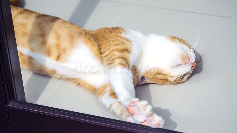 Slaapkat bij de glasdeur, Luie kat stock foto's Slaapkat bij de glasdeur, Luie kat stock foto's