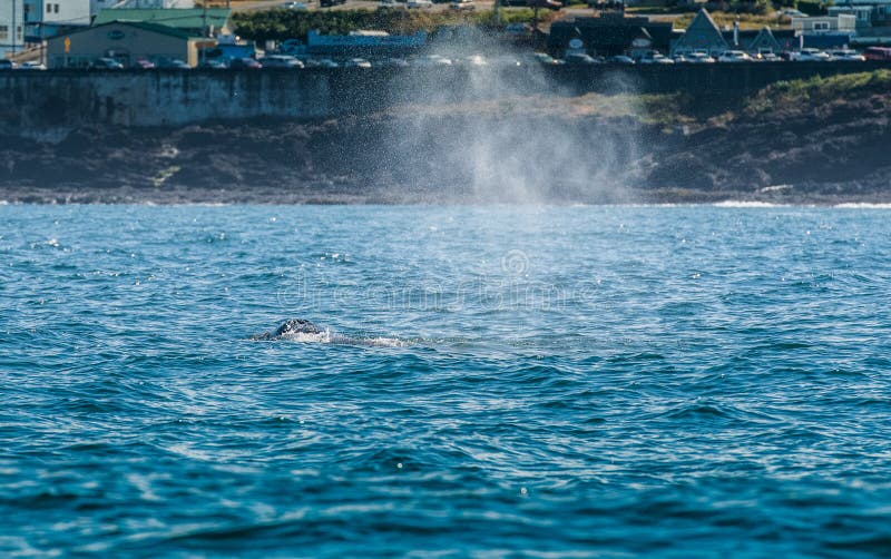 Slaggat van Gray Whale in Depoe-Baai royalty-vrije stock afbeelding Slaggat van Gray Whale in Depoe-Baai royalty-vrije stock afbeelding
