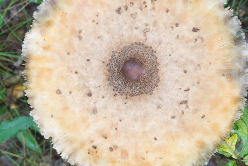 Slags solskyddchampinjon i skogcloseup royaltyfria foton Slags solskyddchampinjon i skogcloseup royaltyfria foton
