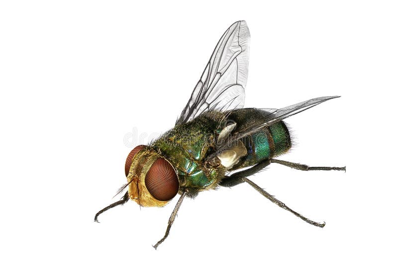 Blow fly (Lucilia caesar, Calliphoridae). Macro. Isolated on the white background. Blow fly (Lucilia caesar, Calliphoridae). Macro. Isolated on the white background