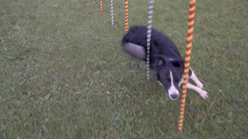 Slalom o cão Border collie corre entre as colunas coloridos um o dia ensolarado, movimento lento