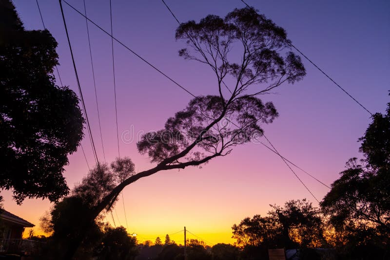 Slanted native Australian tree at sunset. royalty free stock photography