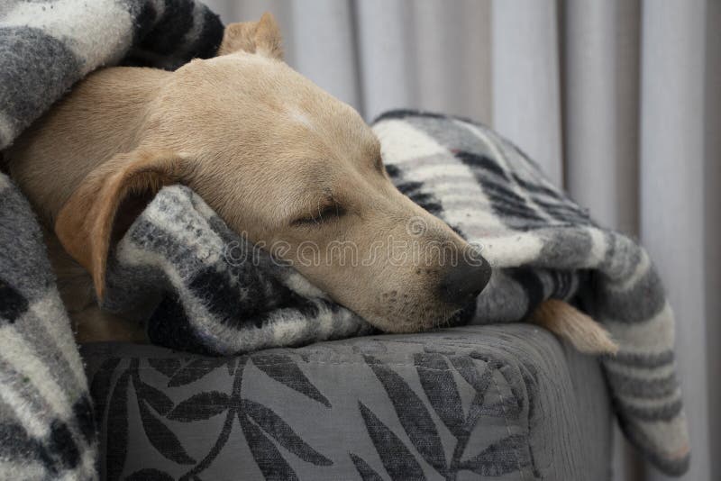 Goed doen Grondwet grip Slapende hond onder deken stock afbeelding. Image of liefde - 227439555