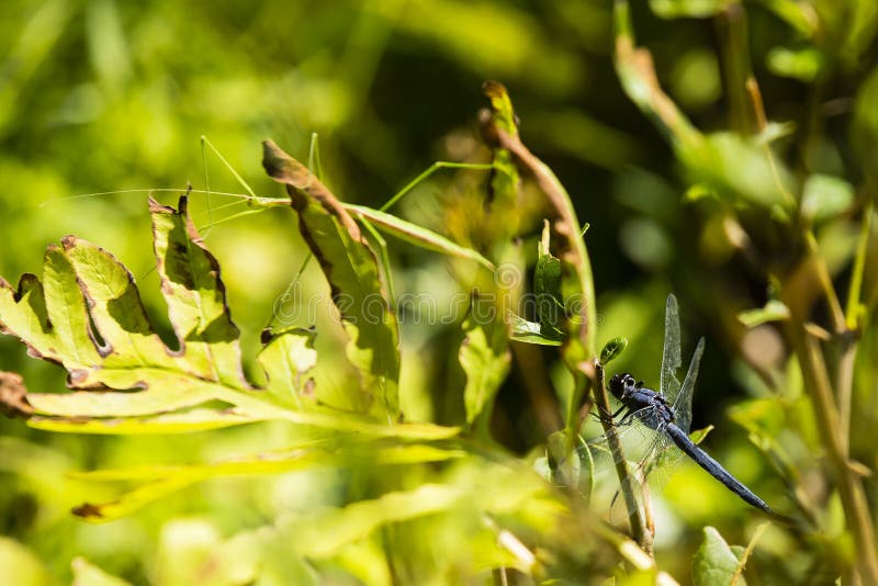 Slater Skimmer Dragonfly and Walking Stick