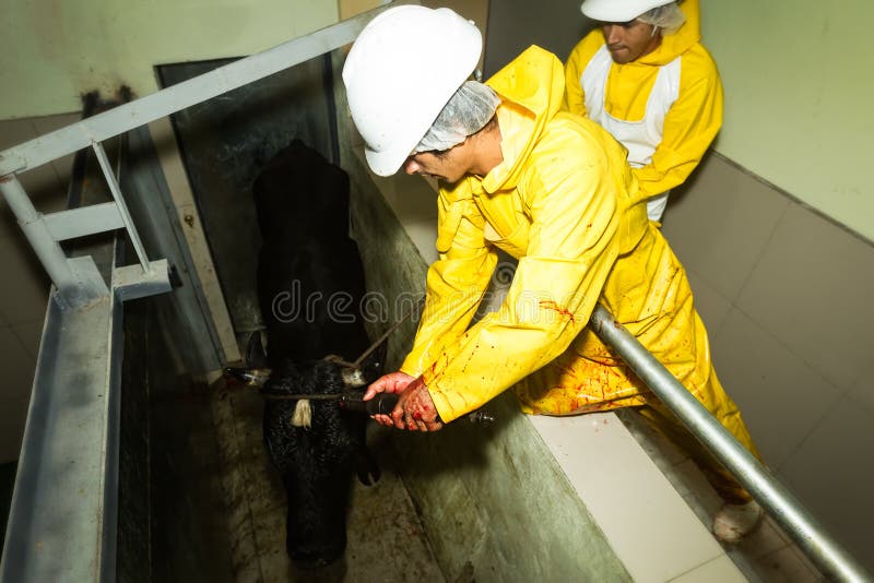 Slaughterhouse Workers Using Captive Bolt Pistol Stock Photo Image of