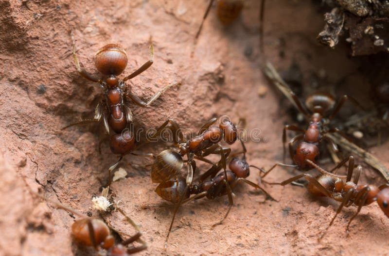 Slave-making ants, Polyergus rufescens on rock