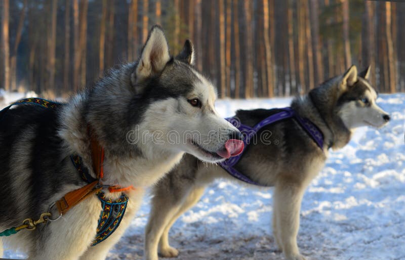 Sled Dog Breed Siberian Husky Stock Photo Image of fresh, speed 37029324