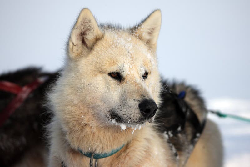 Sled Dog on the Pack Ice of East Greenland Stock Image Image of