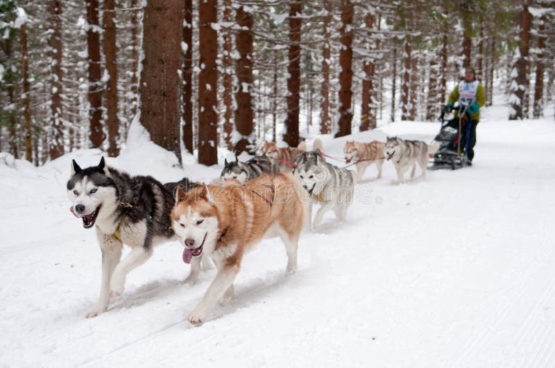 Sled dog racing stock photo. Image of country, fast, face 13068742