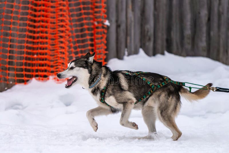 Sled dog racing. Husky sled dogs team in harness run and pull dog driver. Winter sport championship competition