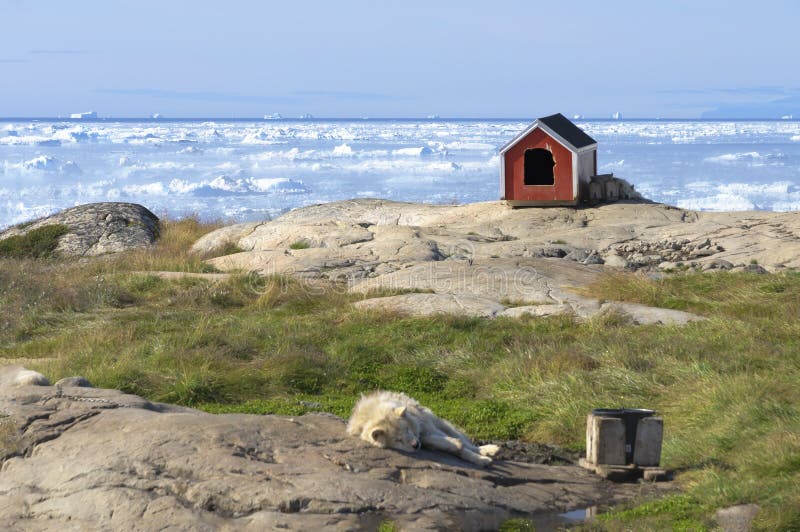 Sled dog resting in front of Disko Bay