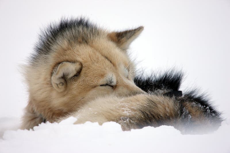 Sled Dog Rolled Up To Sleep in the Snow, Greenland Stock Image - Image ...