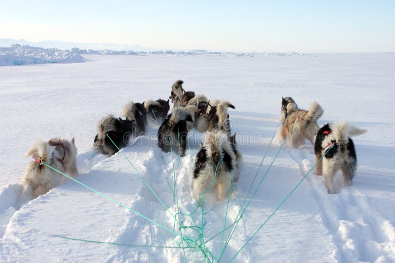Sled Dogs on the Pack Ice of East Greenland Stock Image Image of