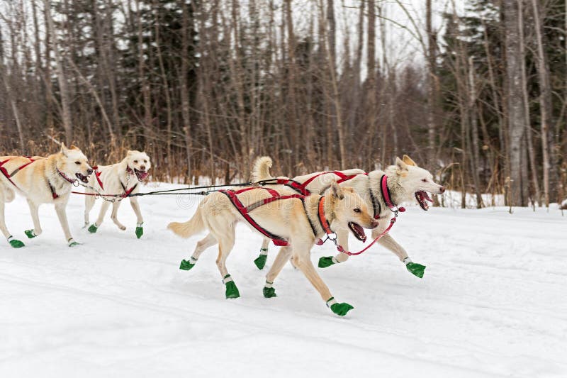 mushing booties