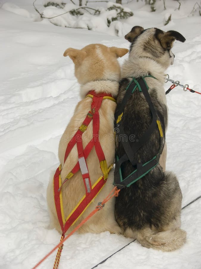 Sled Dogs in the snow stock image. Image of winter, sleigh 4639987