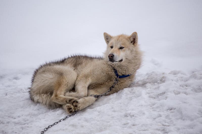 Sled Dog Rolled Up To Sleep in the Snow, Greenland Stock Image Image
