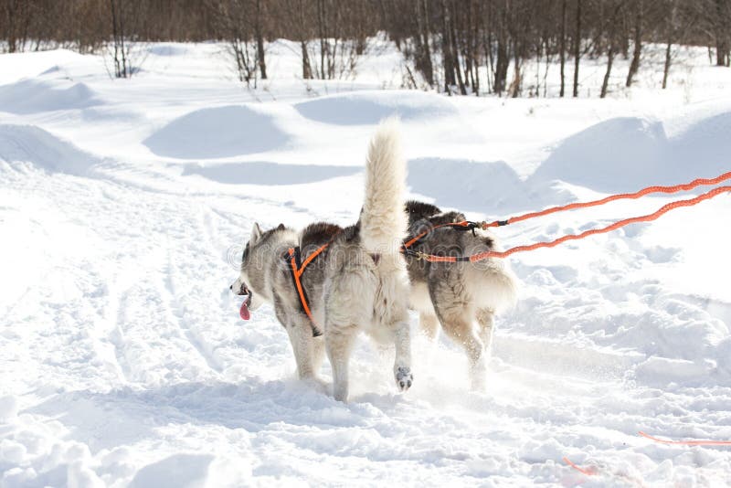 Sledding with Husky Dogs in a Russian Winter Forest Stock Image Image