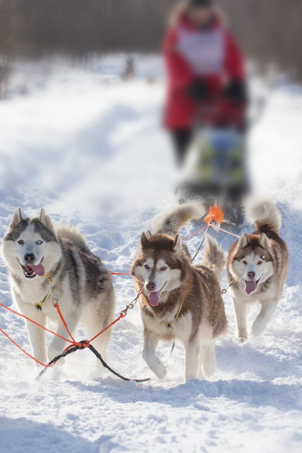 Sledding with Husky Dogs in a Russian Winter Forest Stock Image Image