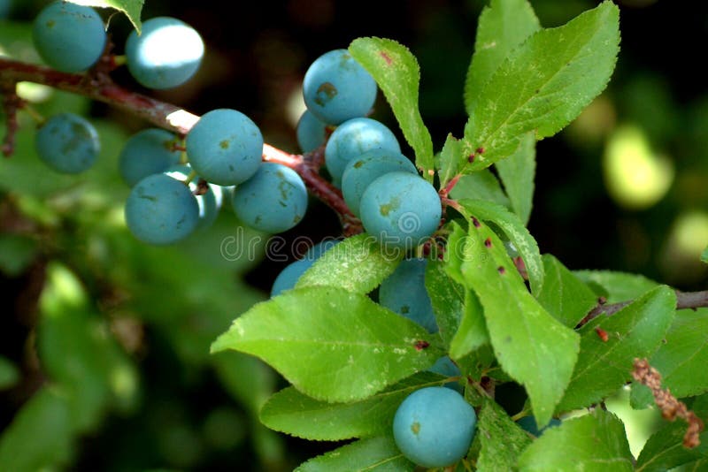 Download Sleedoorns stock foto. Afbeelding bestaande uit fruit, bloem - 28740