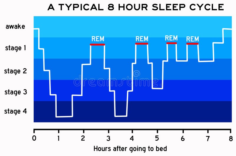 Rem Cycle Chart