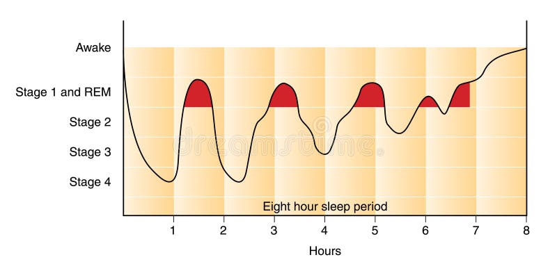 Grafico delle fasi di sonno durante le 8 ore di sonno periodo, da sveglio, attraverso la fase 2 e la fase di sonno REM, giù di fase 4