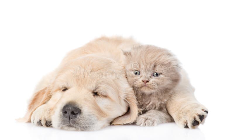 Sleep puppy hugging a cute kitten. isolated on white background