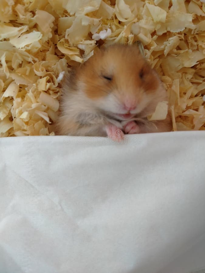 Sleep time stock image. Image of hamsters, time, cute 221737925