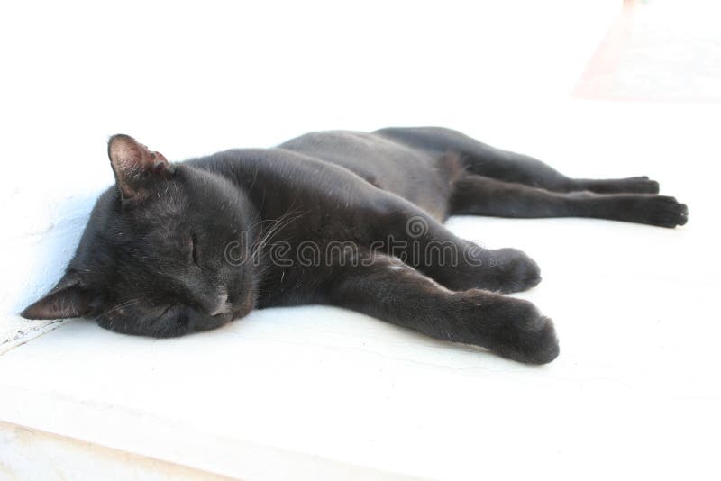 Sleepin del gatto nero